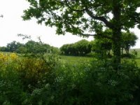 Bocage (1)