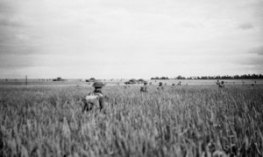 6th RSF advancing through waist high corn during Operation EPSOM